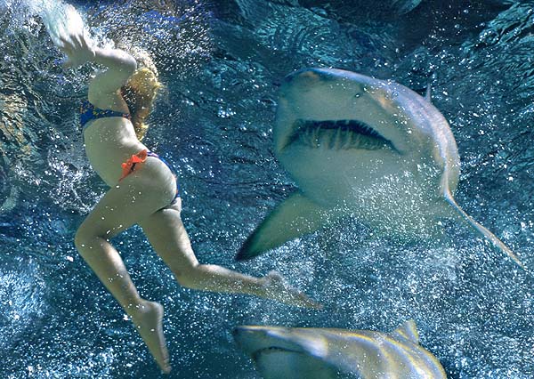 Swimming with sharks